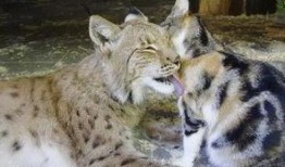 山猫大哥最新爆料,娱乐圈最新爆料大揭秘！