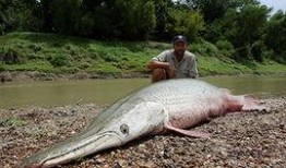鳄雀鳝最新爆料新闻报道,最新爆料揭示潜在生态危机