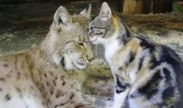 山猫大哥最新爆料,娱乐圈最新爆料大揭秘！