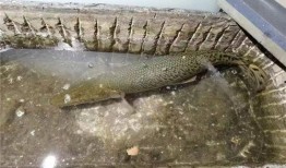 鳄雀鳝最新爆料新闻报道,最新爆料揭示潜在生态危机